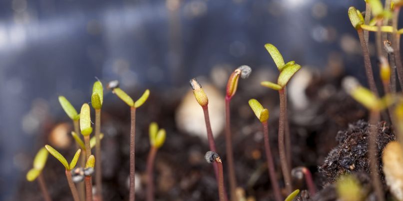 De la terre, à la terre : le cycle de vie de la levure